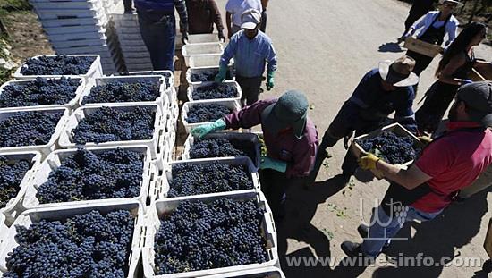 chile-tourist-grape-harvest_970492cc-327f-11e8-8c5f-3c6cc031651e.jpg