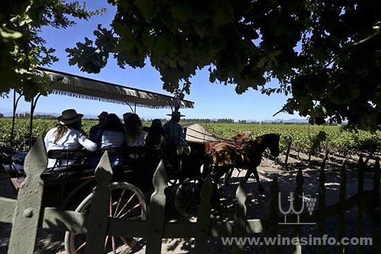 chile-tourist-grape-harvest_776613fa-327f-11e8-8c5f-3c6cc031651e.jpg